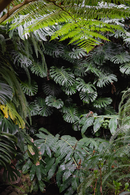 Monstera Wall